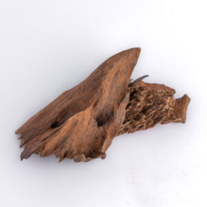 تشار سولاوسي الاندونيسي