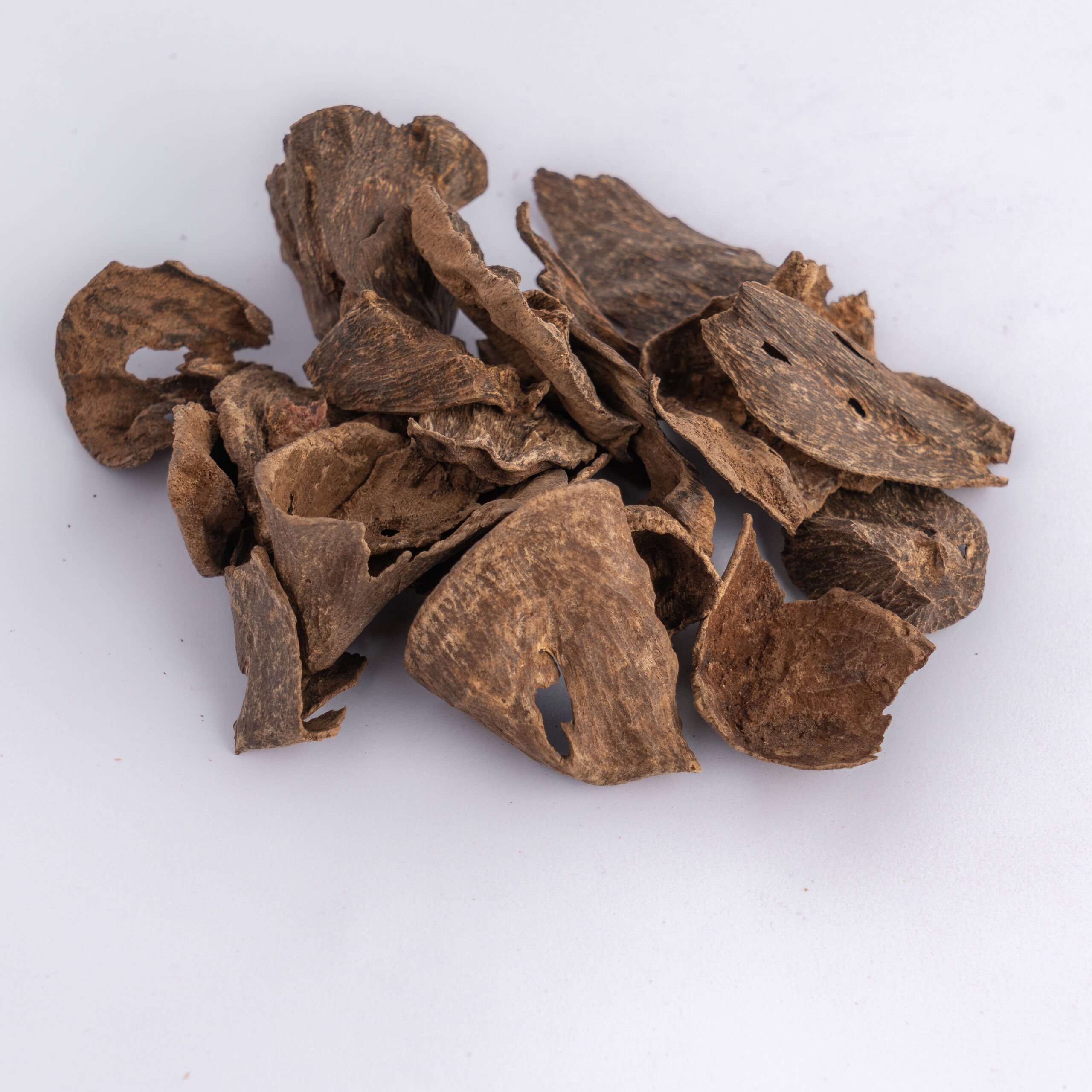 قواقع كمبودي